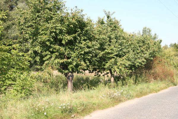 Slatiňany, Kunčí, 2.9.2011
Třešně u silnice mezi Kunčí a Lukavicemi.
Klíčová slova: Slatiňany Kunčí Anthaxia candens