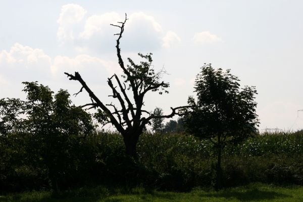 Liboměřice, 2.9.2011
Umírající třešeň u ovocného sadu.
Klíčová slova: Liboměřice Athaxia candens