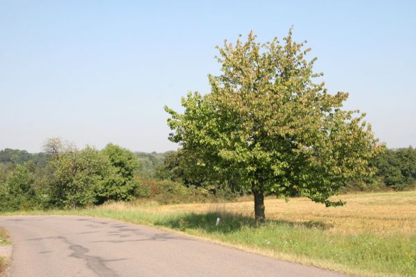 Lukavice, 2.9.2011
Třešeň u silnice do Svídnice.
Schlüsselwörter: Lukavice Anthaxia candens