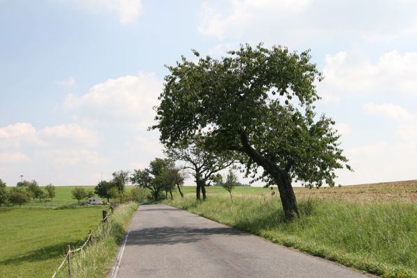 Seč, Proseč, 2.9.2011
Třešňová alej západně od obce.
Klíčová slova: Seč Proseč Anthaxia candens