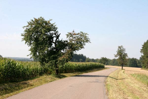 Licibořice, Šiškovice, 2.9.2011
Třešňová alej u silnice na Trpišov.
Klíčová slova: Licibořice Šiškovice Anthaxia candens