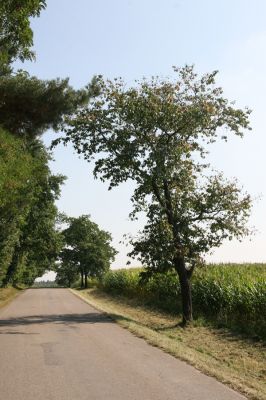 Licibořice, Šiškovice, 2.9.2011
Třešňová alej u silnice na Trpišov.
Klíčová slova: Licibořice Šiškovice Anthaxia candens