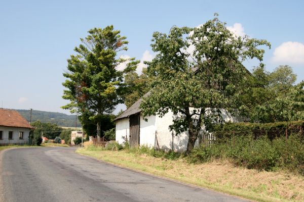 Třemošnice, Starý Dvůr, 2.9.2011
Třešeň v obci.
Klíčová slova: Třemošnice Starý Dvůr Anthaxia candens