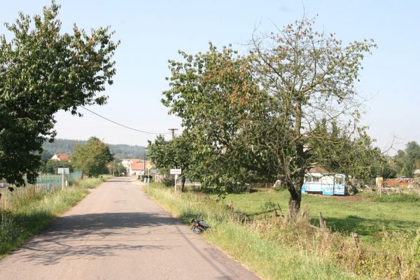 Svídnice u Slatiňan, 2.9.2011
Třešňová alej v obci. 
Klíčová slova: Svídnice u Slatiňan Anthaxia candens