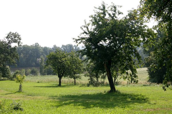 Trpišov, 2.9.2011
Třešeň v sadu.
Klíčová slova: Trpišov Anthaxia candens