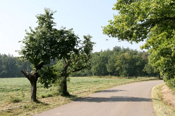 Trpišov, 2.9.2011
Třešně u silnice na Šiškovice.
Klíčová slova: Trpišov Anthaxia candens