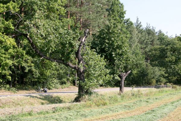 Trpišov, 2.9.2011
Třešně u silnice na Šiškovice.
Klíčová slova: Trpišov Anthaxia candens