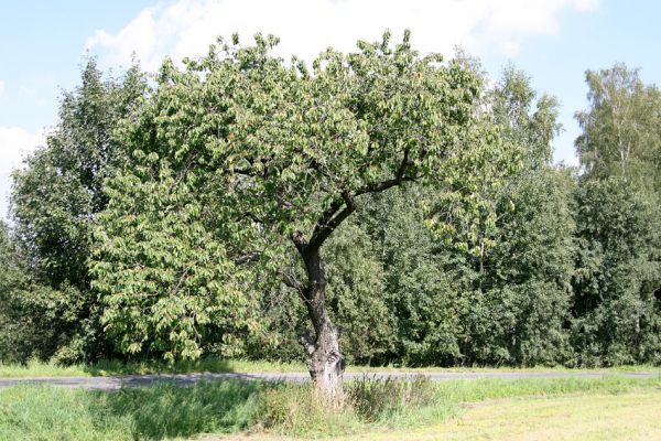 Velká Střítež, 2.9.2011
Třešeň osídlená krasci třešňovými. 
Klíčová slova: Horní Bradlo Velká Střítež Anthaxia candens