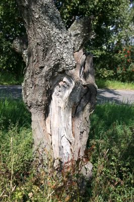 Velká Střítež, 2.9.2011
Třešeň osídlená krasci třešňovými. 
Klíčová slova: Horní Bradlo Velká Střítež Anthaxia candens