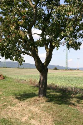 Boršov u Moravské Třebové, 3.9.2011
Třešeň na okraji zahrádkářské kolonie.
Klíčová slova: Moravská Třebová Boršov Anthaxia candens