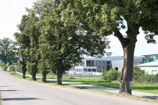Moravská Třebová, 3.9.2011
Lipová alej ve Svitavské ulici osídlená krasci lipovými.
Klíčová slova: Moravská Třebová Svitavská Lamprodila rutilans