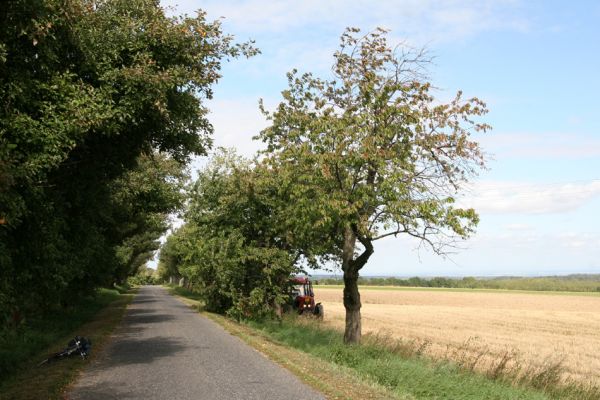 Oldřiš u Hlinska, 13.9.2011
Třešňová alej u silnice na Pokřikov.
Klíčová slova: Krouna Oldřiš u Hlinska Anthaxia candens