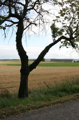 Oldřiš u Hlinska, 13.9.2011
Třešňová alej u silnice na Pokřikov.
Klíčová slova: Krouna Oldřiš u Hlinska Anthaxia candens