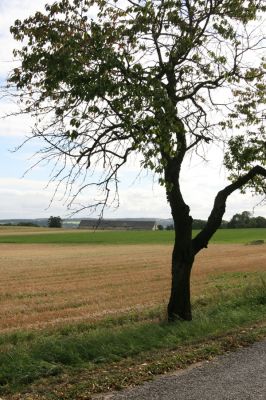 Oldřiš u Hlinska, 13.9.2011
Třešňová alej u silnice na Pokřikov.
Klíčová slova: Krouna Oldřiš u Hlinska Anthaxia candens