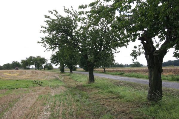 Oldřiš u Hlinska, 13.9.2011
Třešňová alej u silnice na Pokřikov.
Klíčová slova: Krouna Oldřiš u Hlinska Anthaxia candens