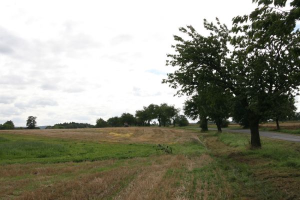 Oldřiš u Hlinska, 13.9.2011
Třešňová alej u silnice na Pokřikov.
Schlüsselwörter: Krouna Oldřiš u Hlinska Anthaxia candens