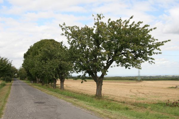 Oldřiš u Hlinska, 13.9.2011
Třešňová alej u silnice na Pokřikov.
Klíčová slova: Krouna Oldřiš u Hlinska Anthaxia candens