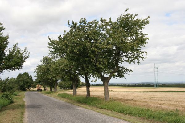 Oldřiš u Hlinska, 13.9.2011
Třešňová alej u silnice na Pokřikov.
Klíčová slova: Krouna Oldřiš u Hlinska Anthaxia candens