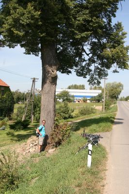 Útěchov, 3.9.2011
Lípa osídlená krasci lipovými.
Klíčová slova: Útěchov Lamprodila rutilans