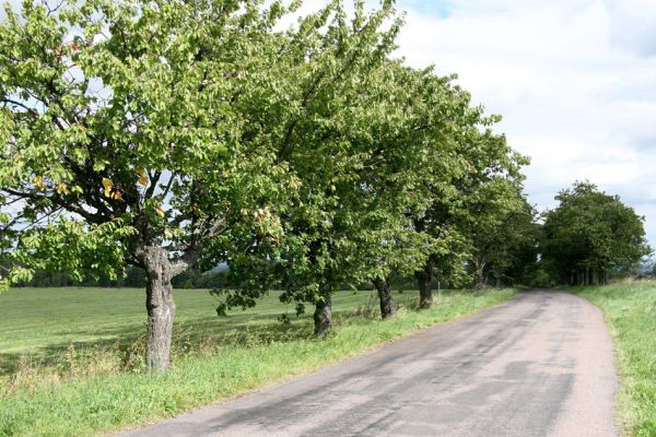 Záboří u Proseče - Pastvisko, 13.9.2011
Třešňová alej u silnice na Martinice u Skutče.
Klíčová slova: Proseč, Záboří u Proseče Pastvisko Anthaxia candens