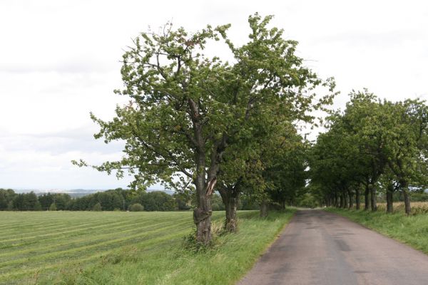 Záboří u Proseče - Pastvisko, 13.9.2011
Třešňová alej u silnice na Martinice u Skutče.
Klíčová slova: Proseč, Záboří u Proseče Pastvisko Anthaxia candens