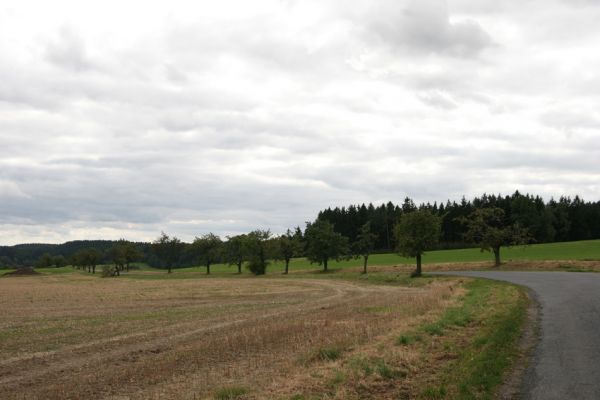 Široký Důl, 13.9.2011
Třešňová alej u silnice na Lubnou.
Klíčová slova: Široký Důl třešňovka
