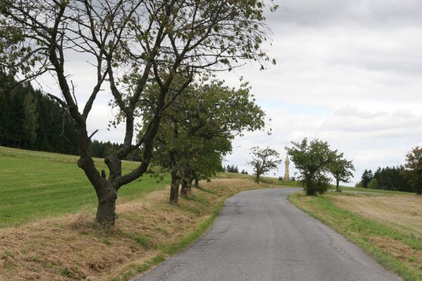 Široký Důl, 13.9.2011
Třešňová alej u silnice na Lubnou.
Klíčová slova: Široký Důl třešňovka