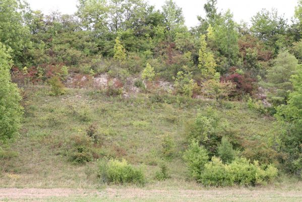 Široký Důl, 13.9.2011
Step na jihozápadním svahu.
Klíčová slova: Široký Důl step