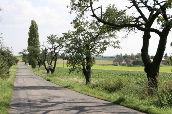 Hořice, Chvalina, 16.9.2011
Žižkova ulice - třešňová alej.
Schlüsselwörter: Hořice Chvalina Anthaxia candens