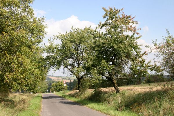 Dolní Černůtky, 16.9.2011
Třešně u křižovatky u odbočky na Horní Černůtky.
Klíčová slova: Jeřice Dolní Černůtky Anthaxia candens