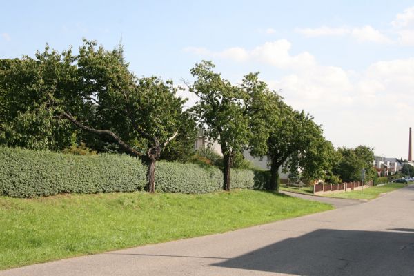 Hořice, 16.9.2011
Třešně v Žižkově ulici.
Schlüsselwörter: Hořice obec Žižkova Anthaxia candens