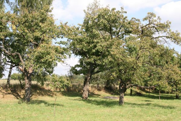 Hořice, 16.9.2011
Třešňovka u Maixnerovy ulice.
Klíčová slova: Hořice Maixnerova