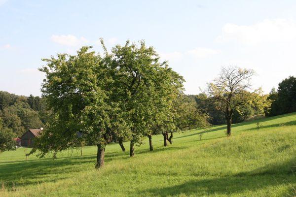 Hořice, 16.9.2011
Třešňovka u Riegerovy ulice.
Schlüsselwörter: Hořice Riegerova Anthaxia candens