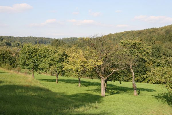 Hořice, 16.9.2011
Třešňovka u Riegerovy ulice.
Klíčová slova: Hořice Riegerova Anthaxia candens