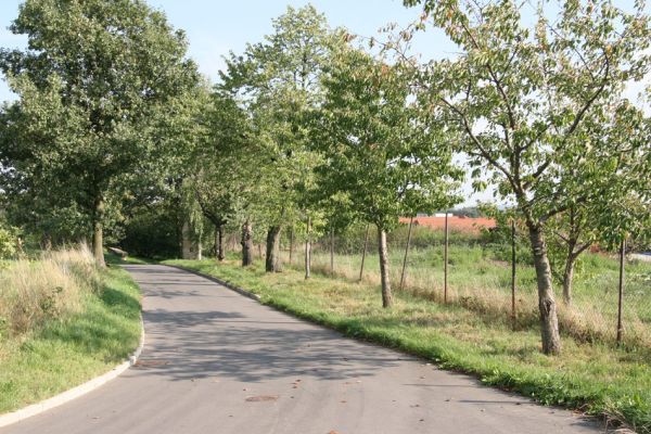 Hořice, 16.9.2011
Třešňová alej u Sochařského parku u Sv. Josefa.
Klíčová slova: Hořice Sochařský park u Sv. Josefa Anthaxia candens