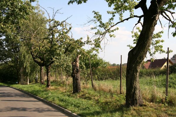 Hořice, 16.9.2011
Třešňová alej u Sochařského parku u Sv. Josefa.
Klíčová slova: Hořice Sochařský park u Sv. Josefa Anthaxia candens