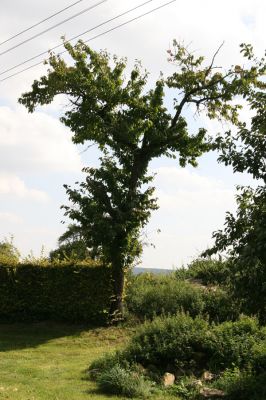 Horní Černůtky, 16.9.2011
Třešeň u zahrady.
Klíčová slova: Sovětice Horní Černůtky zahrady Anthaxia candens