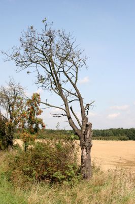 Horní Přím, 16.9.2011
Silnice Stěžírky – Dolní Přím. Třešňová alej u Horního Přímu. 
Klíčová slova: Dolní Přím Horní Přím Anthaxia candens