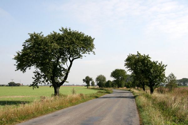 Stěžery, Hřibsko, 16.9.2011
Třešňová alej u silnice Hřibsko - Kukleny.
Keywords: Stěžery Hřibsko Anthaxia candens