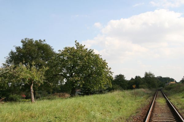 Jeřice, 16.9.2011
Třešně v ovocném sadu.
Klíčová slova: Jeřice obec Anthaxia candens