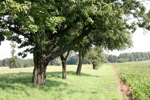 Rašín, 16.9.2011
Stará třešeň v ovocné aleji na severu obce.
Klíčová slova: Rašín Anthaxia candens