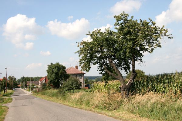 Třesovice, 16.9.2011
Třešně na východním okraji obce.
Klíčová slova: Třesovice Anthaxia candens