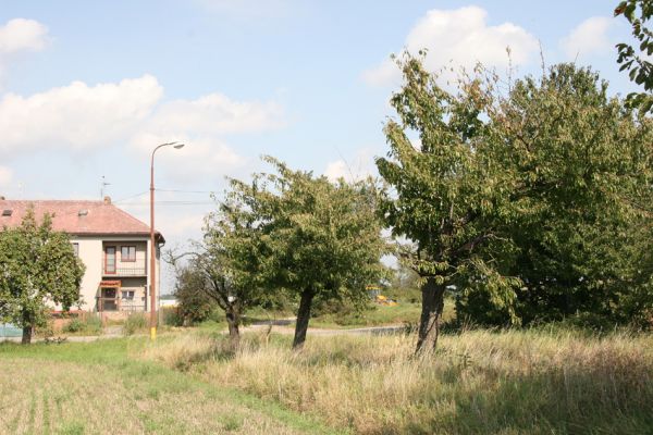 Třesovice, 16.9.2011
Třešně na východním okraji obce.
Mots-clés: Třesovice Anthaxia candens