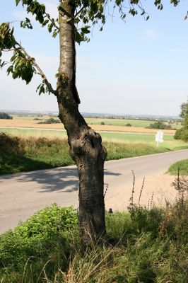 Chýšť, 17.9.2011
Třešňová alej na kopci u silnice na Chudeřice.
Klíčová slova: Chýšť Anthaxia candens