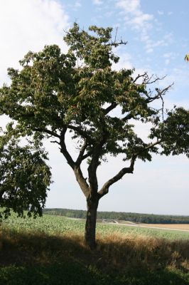 Chýšť, 17.9.2011
Třešňová alej na kopci u silnice na Chudeřice.
Keywords: Chýšť Anthaxia candens