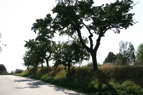Chýšť, 17.9.2011
Třešňová alej na kopci u silnice na Chudeřice.
Klíčová slova: Chýšť Anthaxia candens