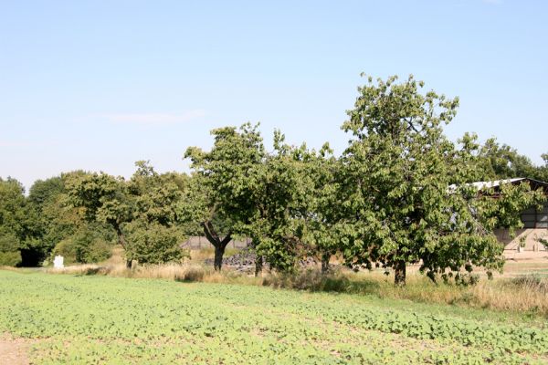 Chýšť, 17.9.2011
Třešňová alej na kopci u silnice na Chudeřice.
Klíčová slova: Chýšť Anthaxia candens