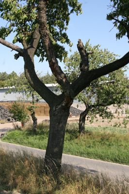 Chýšť, 17.9.2011
Třešňová alej na kopci u silnice na Chudeřice.
Klíčová slova: Chýšť Anthaxia candens