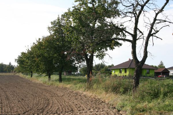 Kasalice, 17.9.2011
Třešňová alej mezi Kasalicemi a Kasaličkami.
Klíčová slova: Kasalice Anthaxia candens