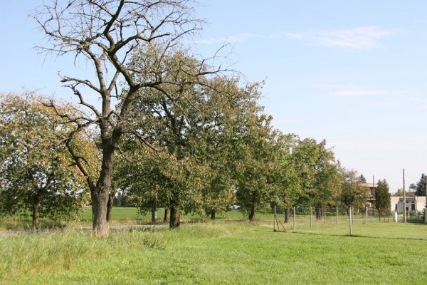Kasalice, 17.9.2011
Třešňová alej mezi Kasalicemi a Kasaličkami.
Schlüsselwörter: Kasalice Anthaxia candens
